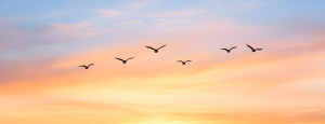 Six birds are silhouetted against a sunrise